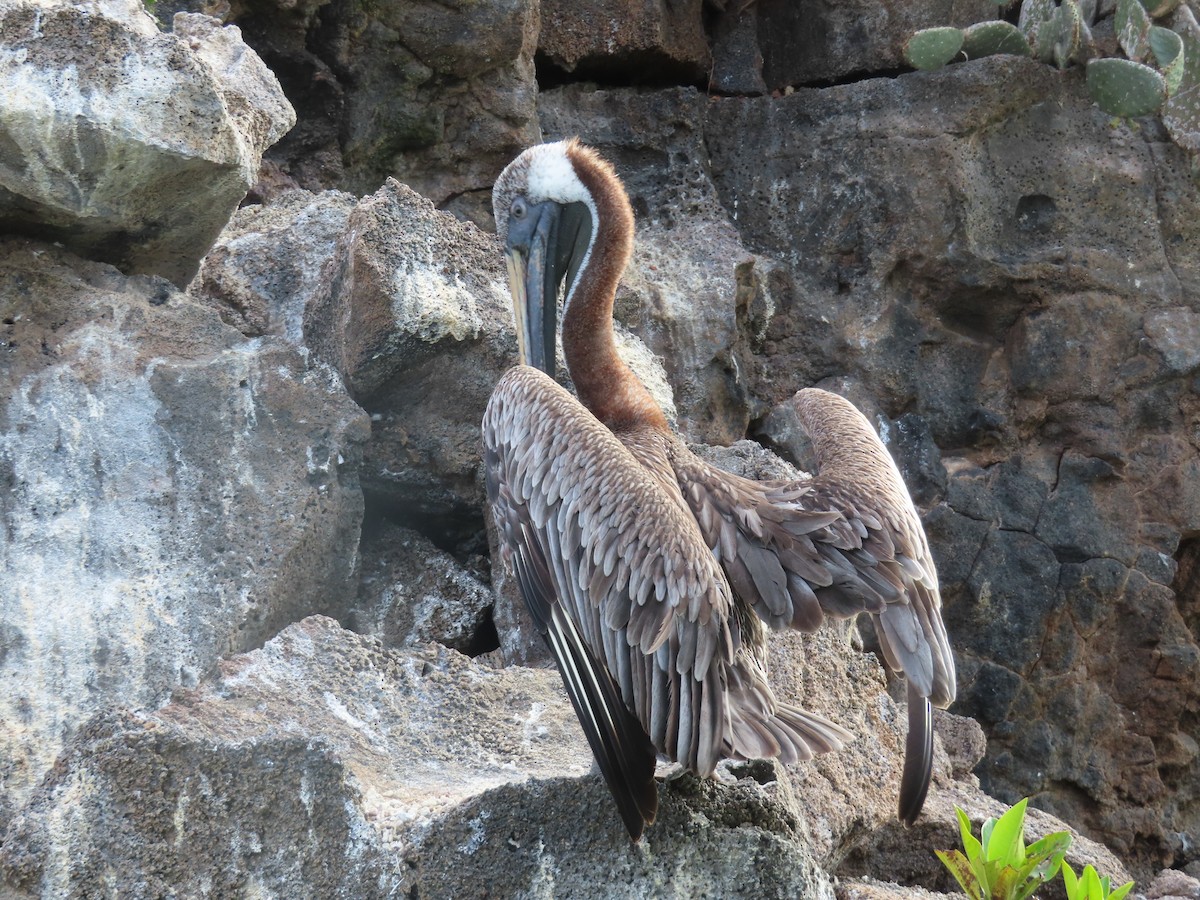 Pélican brun - ML646989963