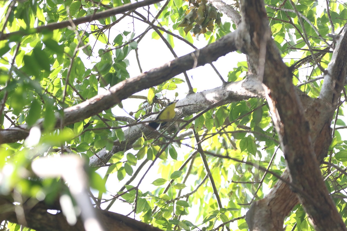 ハシナガタイランチョウ - ML646989966