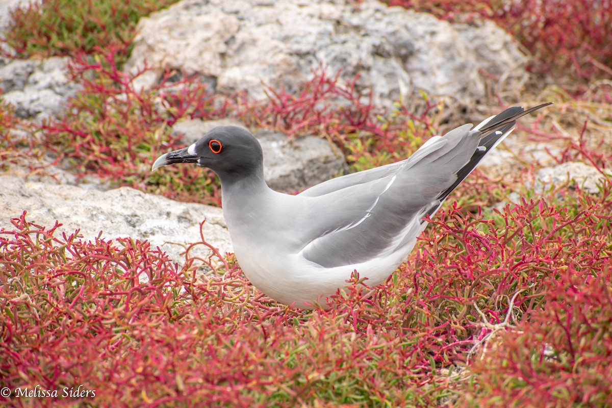 アカメカモメ - ML646989968