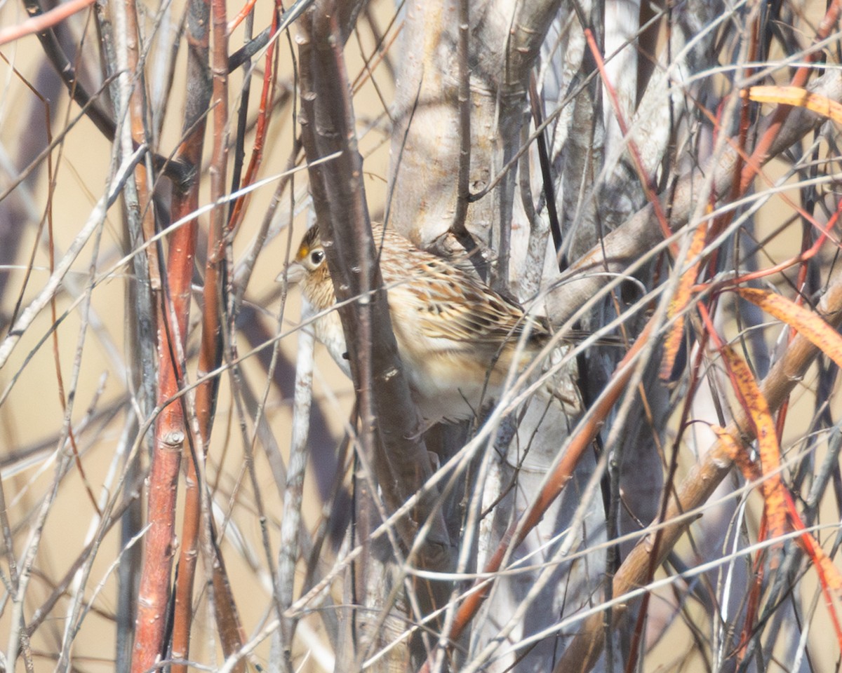 Grasshopper Sparrow - ML646989969