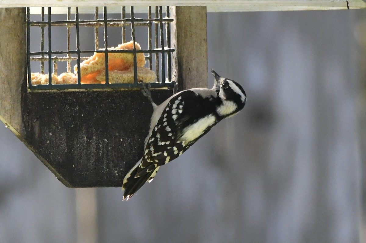 dunspett - ML646989975