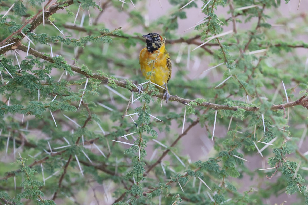Lesser Masked-Weaver - ML646989976