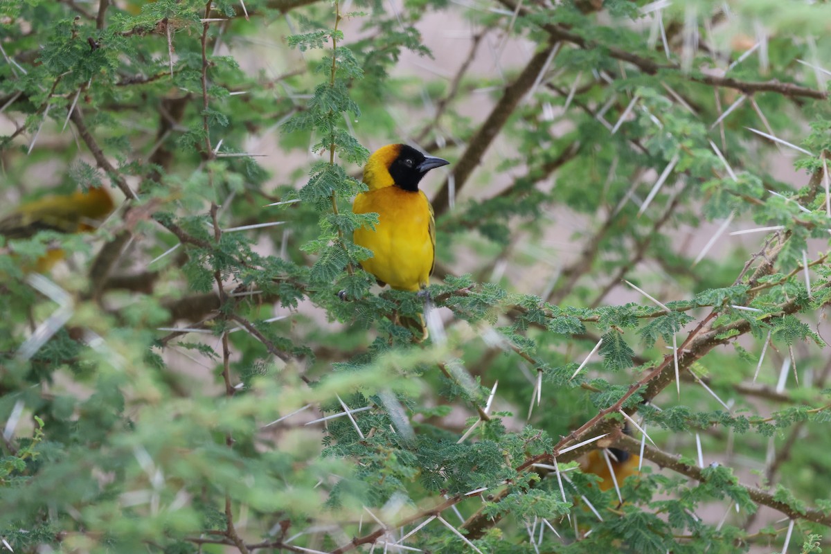 Lesser Masked-Weaver - ML646989977