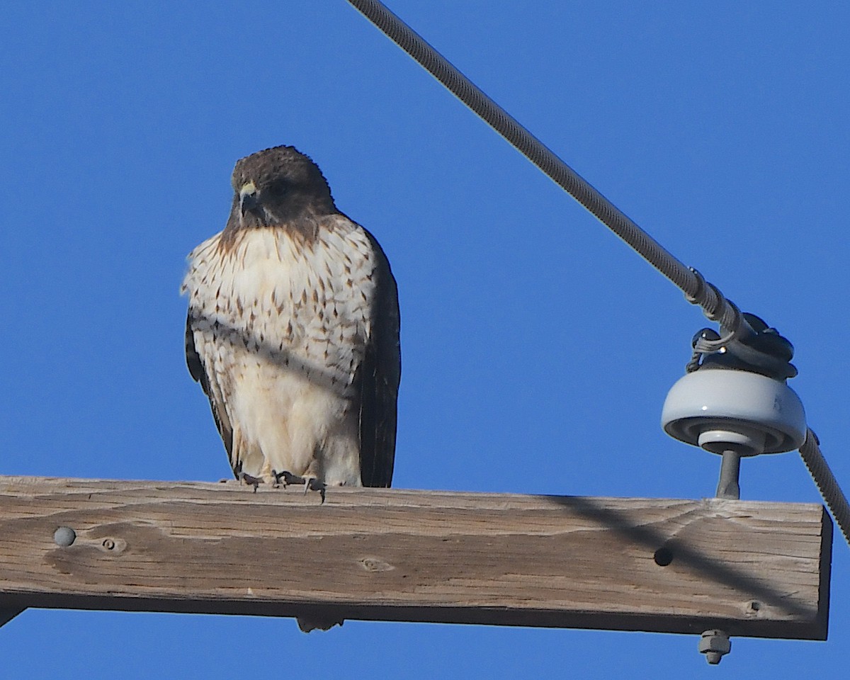 rødstjertvåk - ML646989981