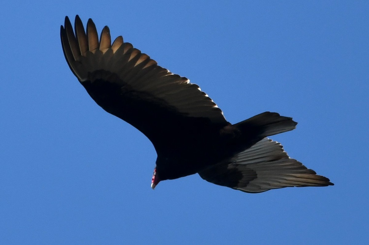 kalkunkondor - ML646989982