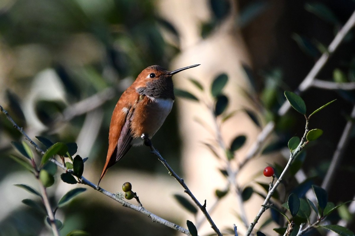 rødkolibri - ML646989989