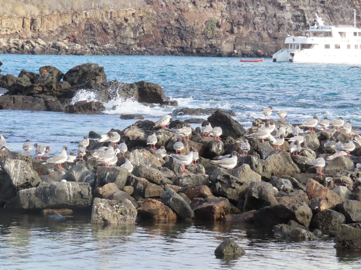 Mouette à queue fourchue - ML646989992
