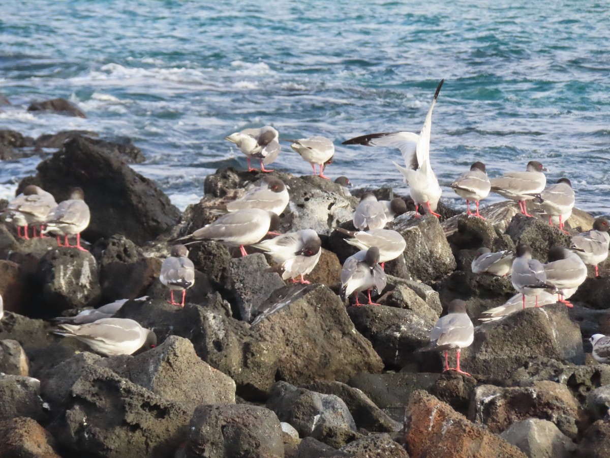 Mouette à queue fourchue - ML646989993