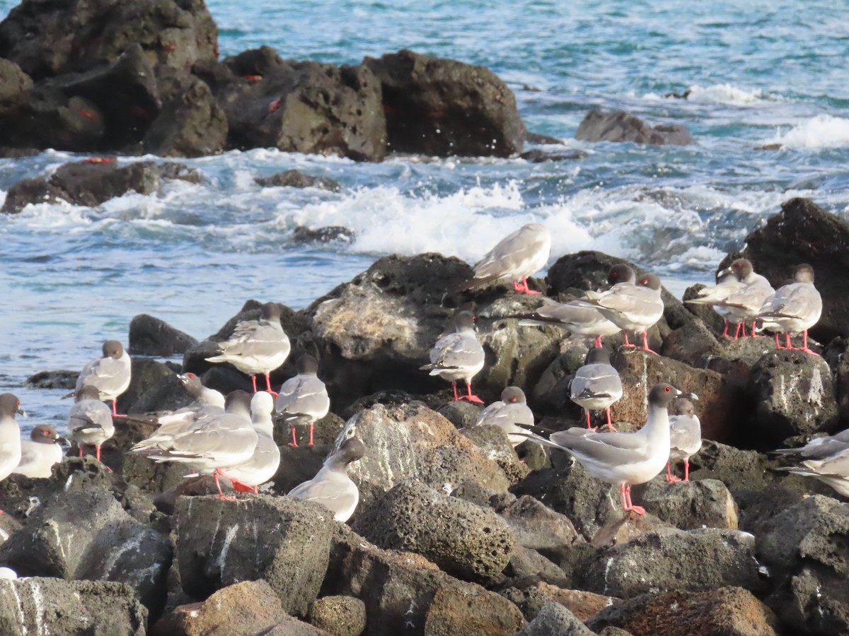 Mouette à queue fourchue - ML646989994