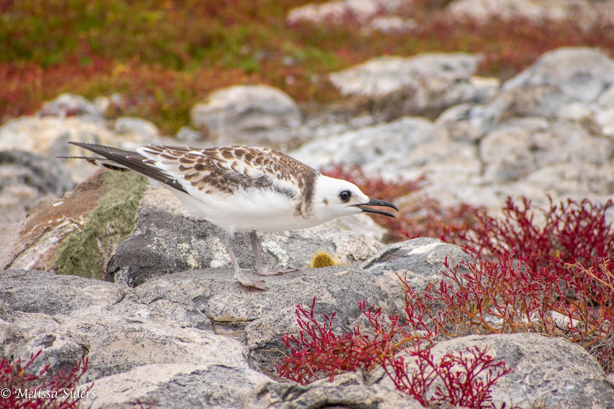 アカメカモメ - ML646989995