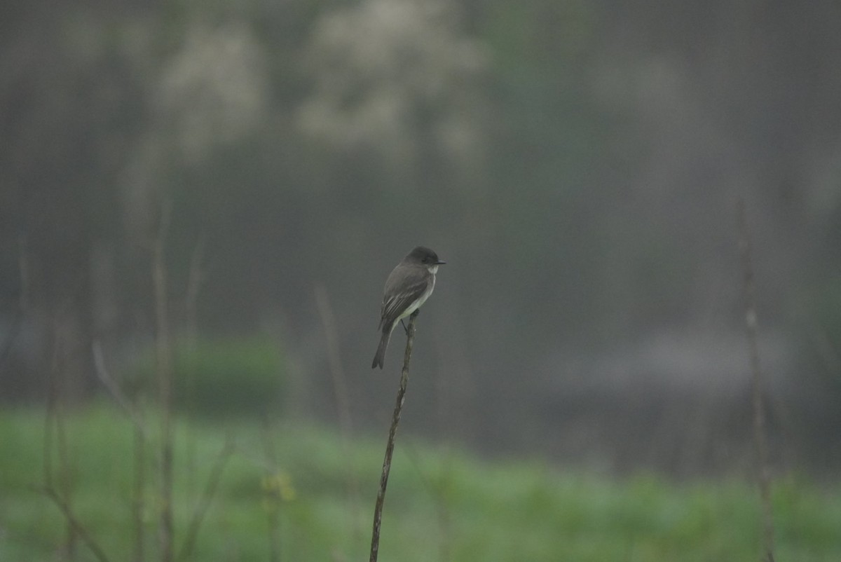 Eastern Phoebe - ML646989998