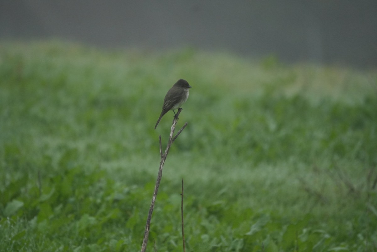 Eastern Phoebe - ML646989999
