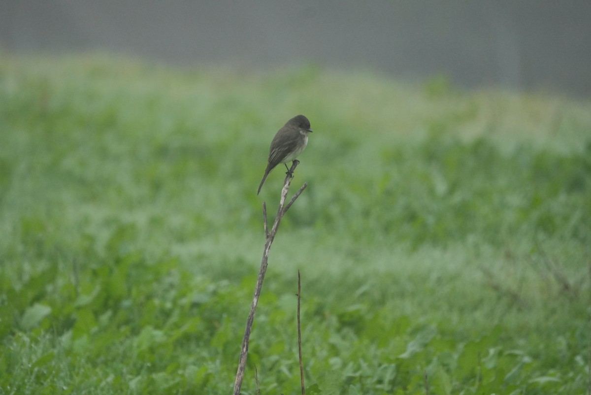 Eastern Phoebe - ML646990000