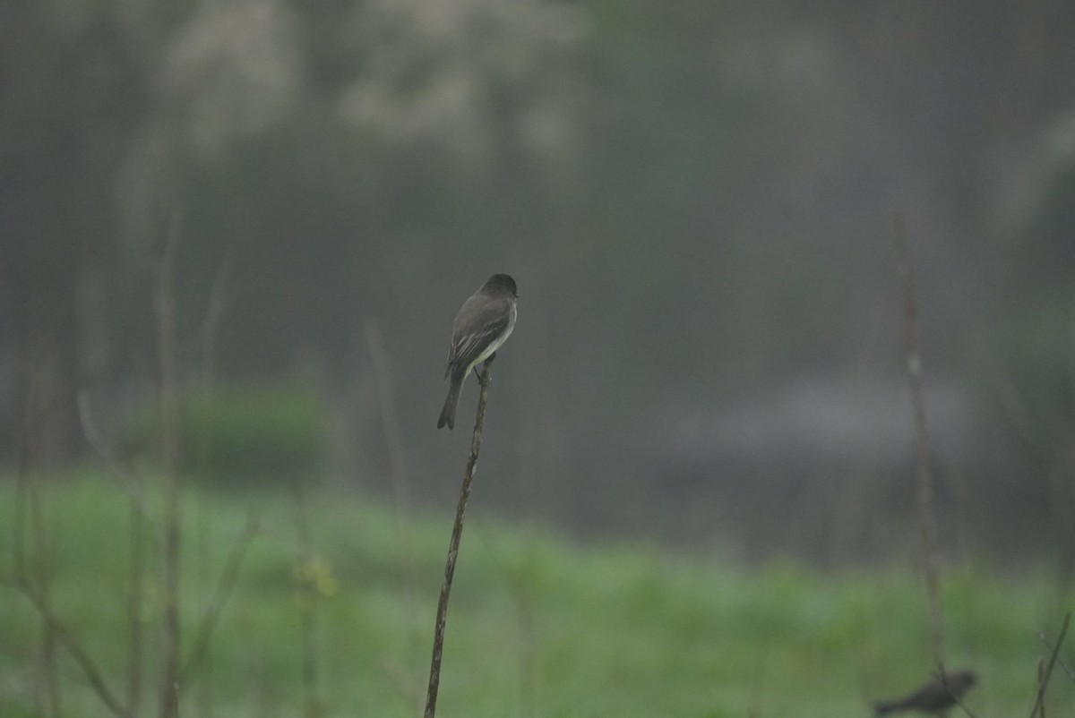 Eastern Phoebe - ML646990001