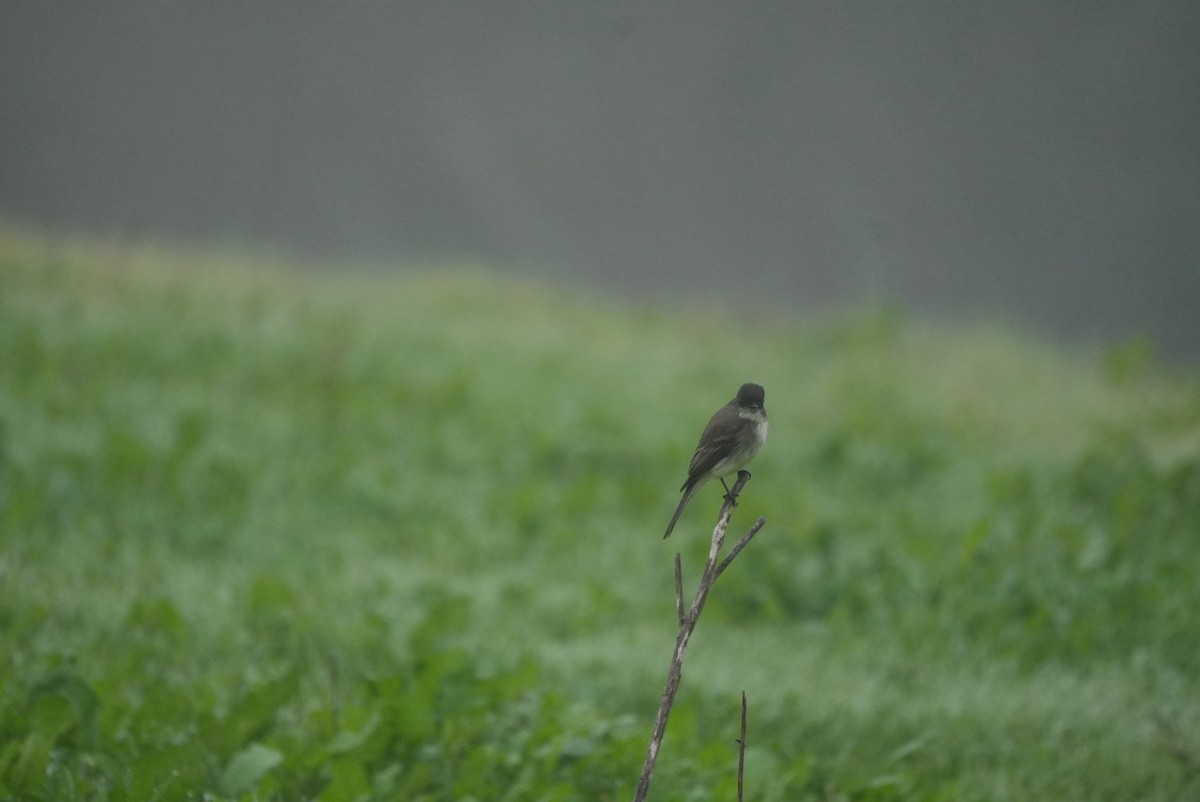 Eastern Phoebe - ML646990002