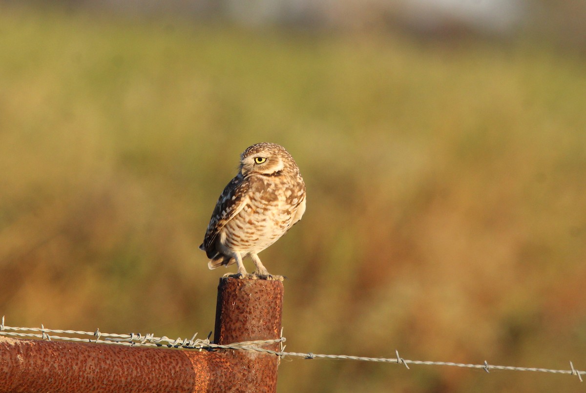 Kaninchenkauz - ML646990003