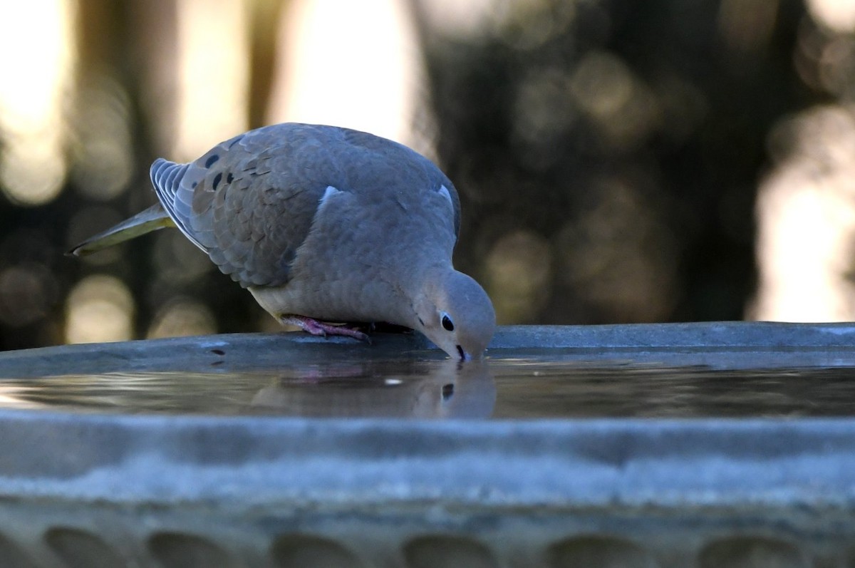 sørgedue - ML646990005