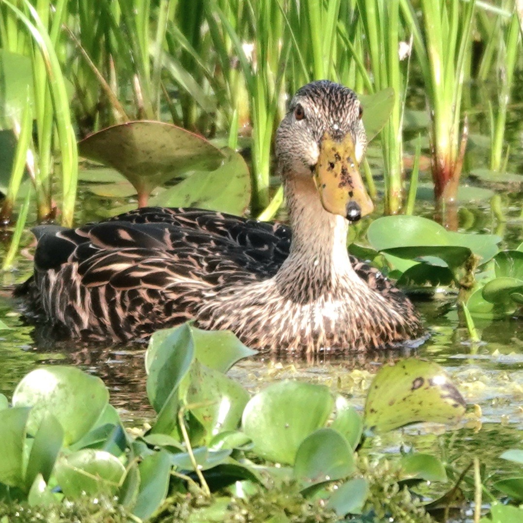 Mallard x Mottled Duck (hybrid) - ML646990012