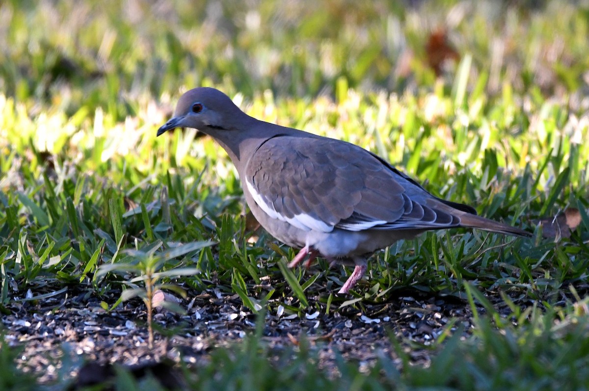 hvitvingedue - ML646990013