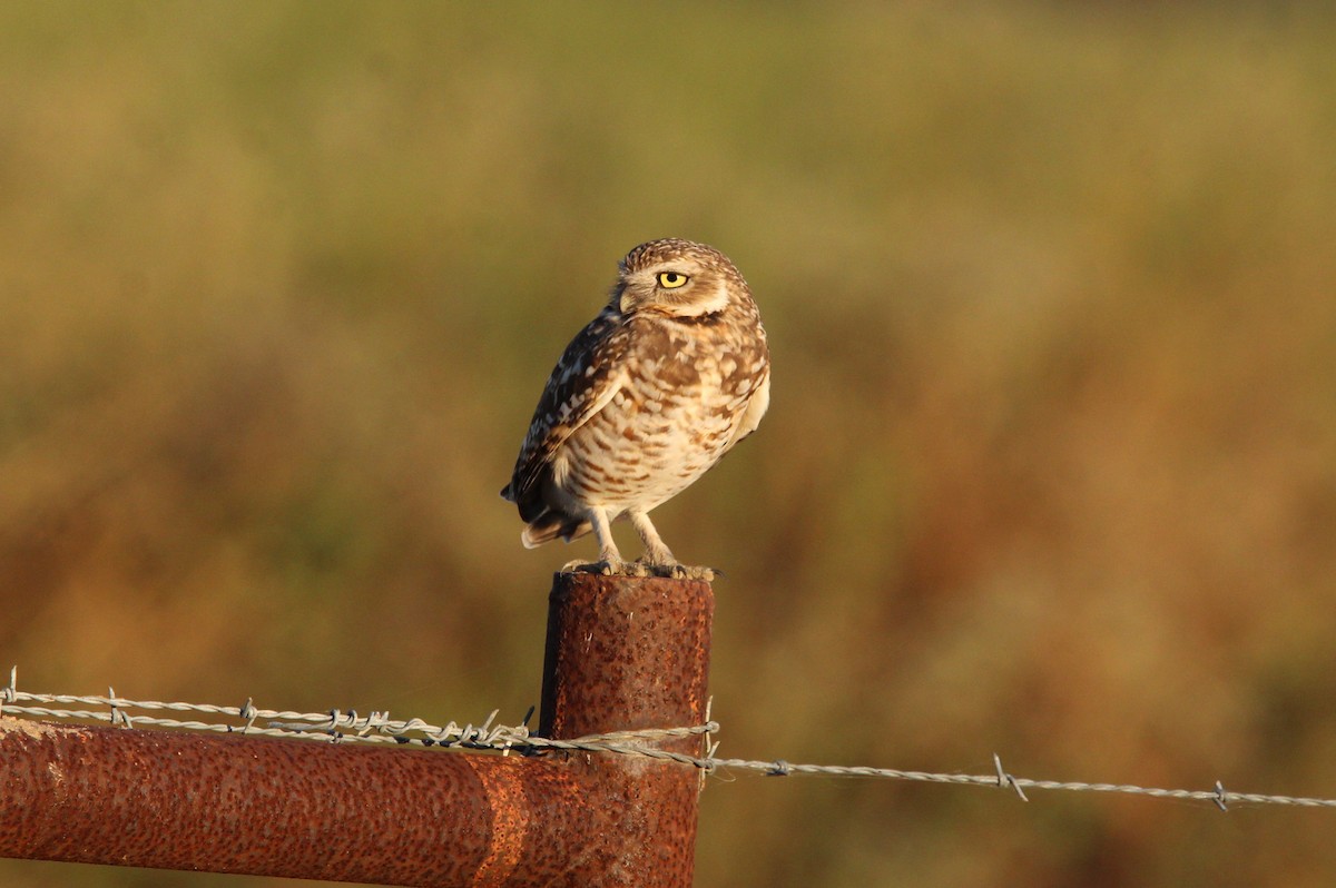 Kaninchenkauz - ML646990019