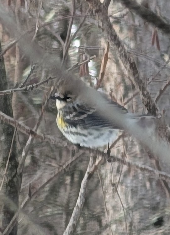 Yellow-rumped Warbler - ML646990020