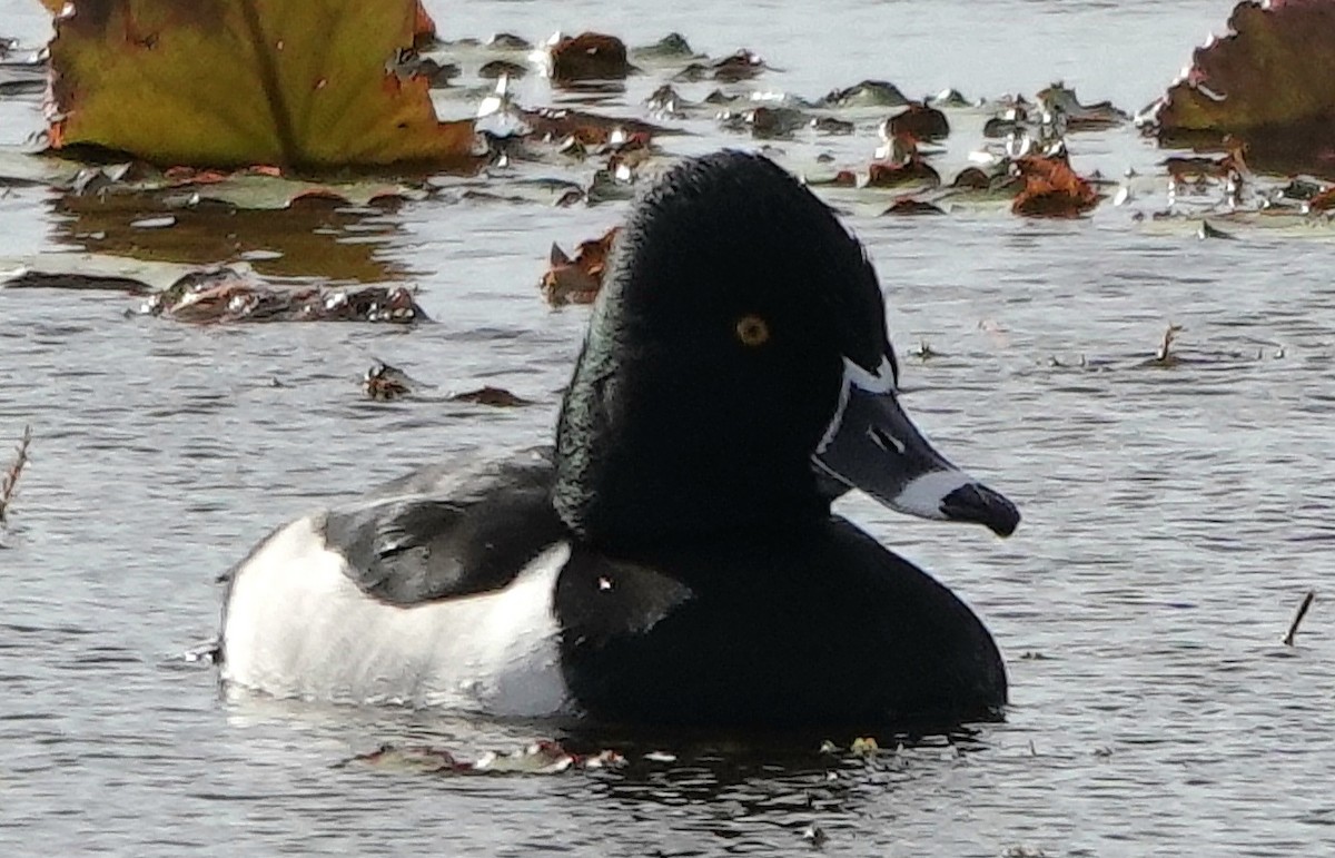Ring-necked Duck - ML646990025