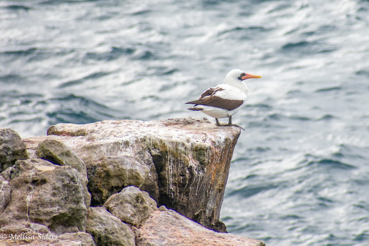 Nazcatölpel - ML646990026