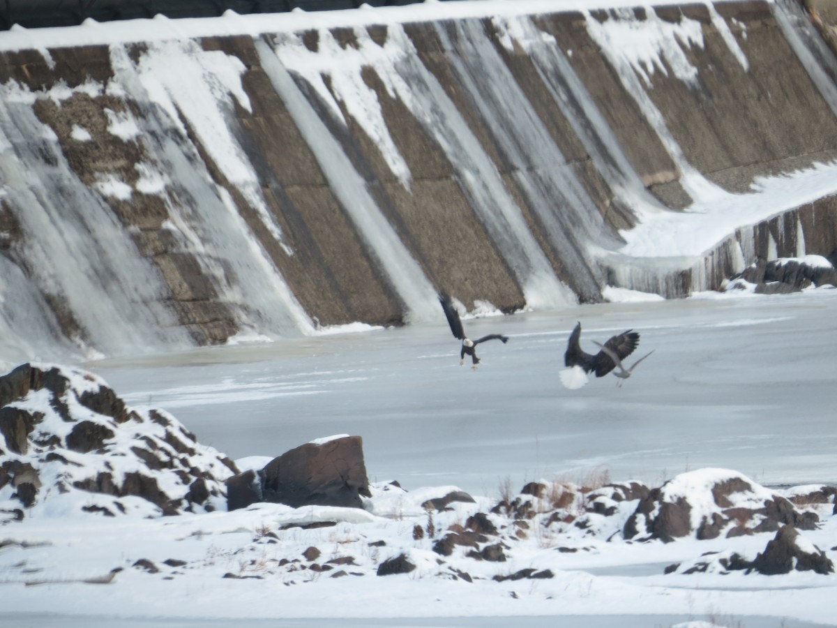 ハクトウワシ - ML646990027