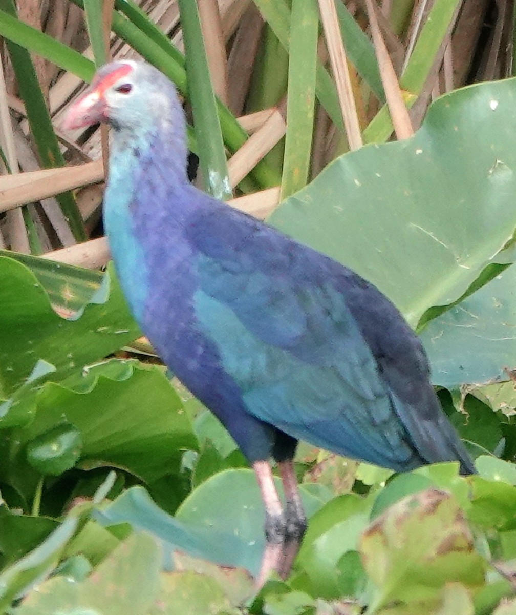 Gray-headed Swamphen - ML646990034
