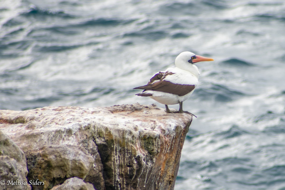 Nazcatölpel - ML646990037