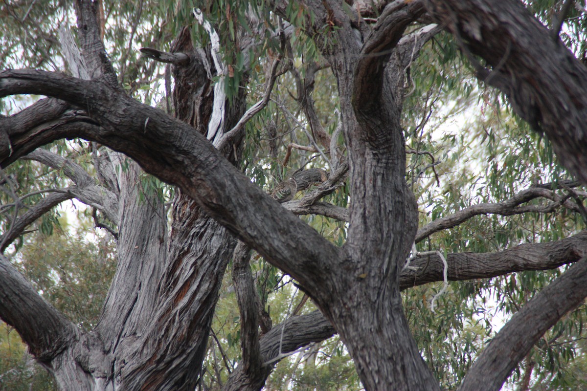 Common Bronzewing - ML646990038