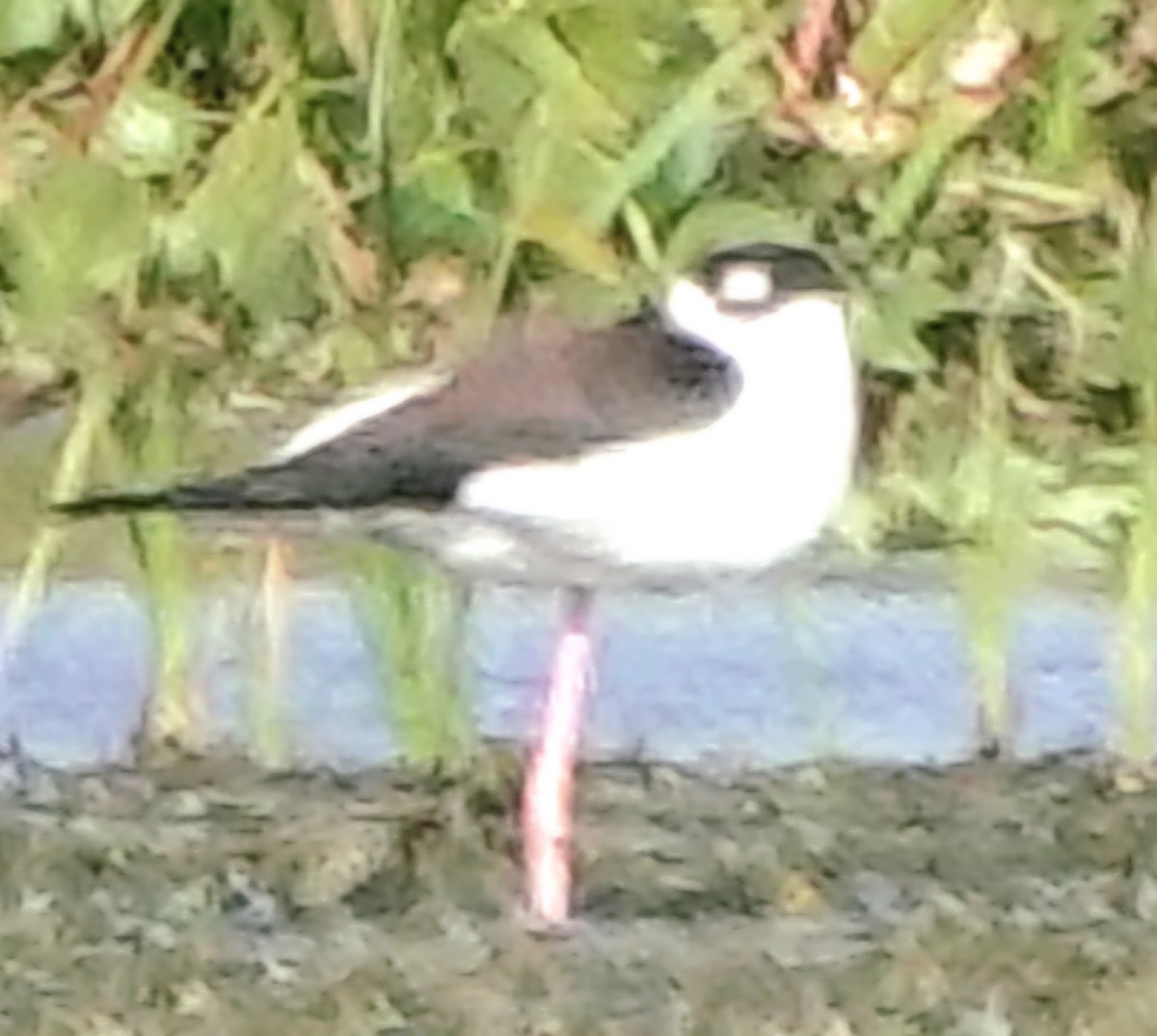 Black-necked Stilt - ML646990044