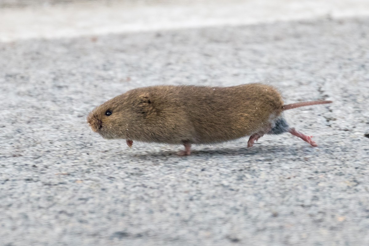 Серые полёвки - ML646990045