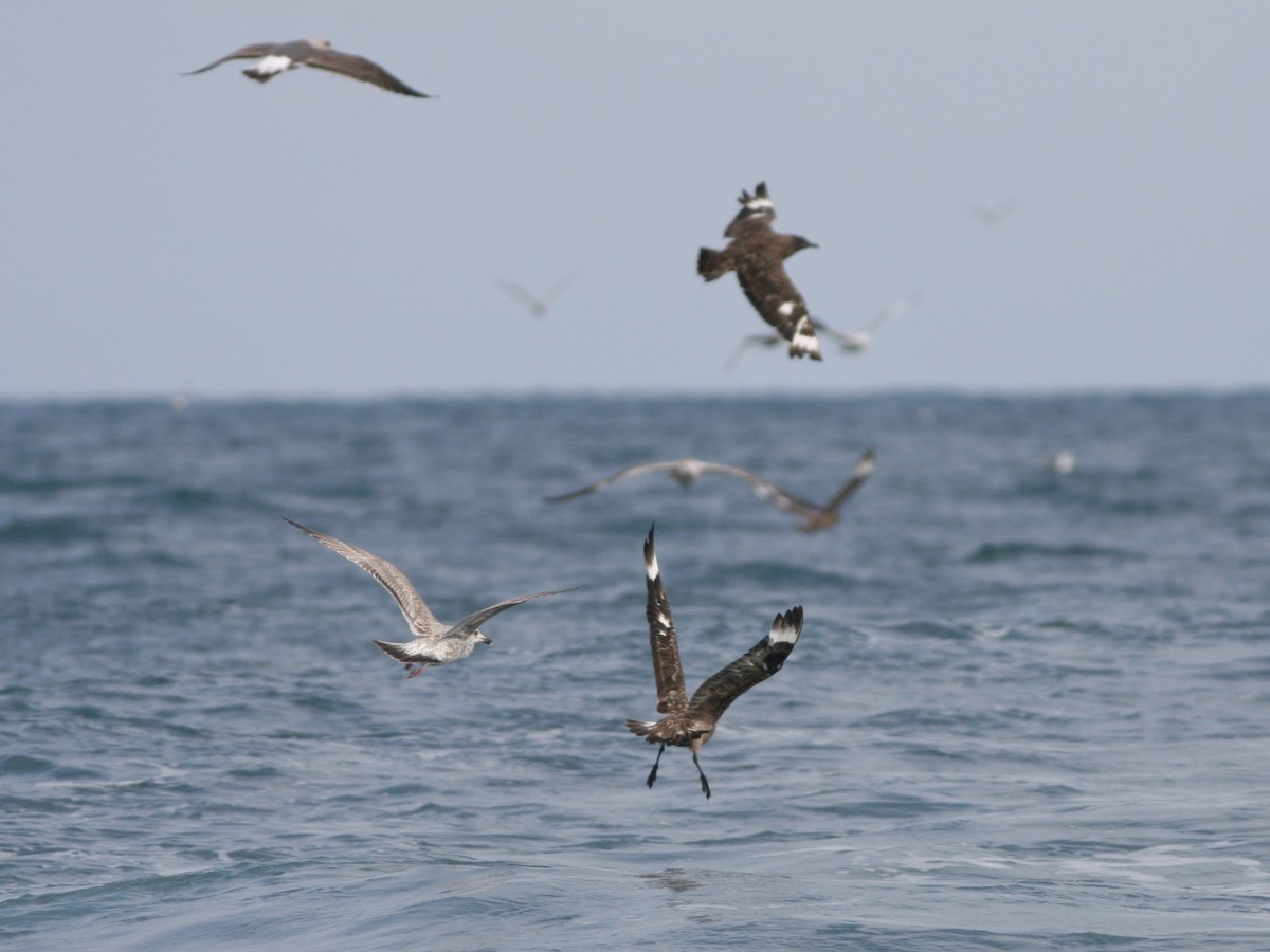 storjo - ML646990047