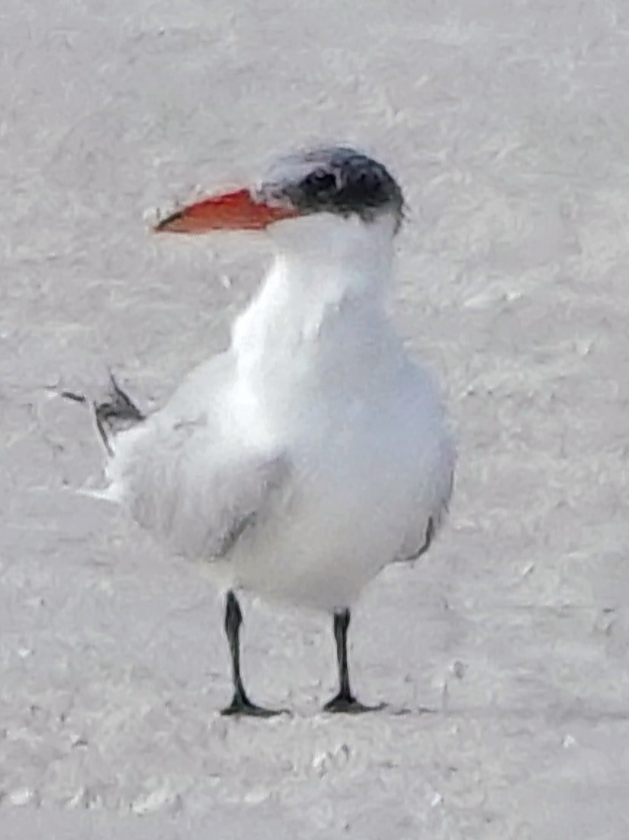 Caspian Tern - ML646990056