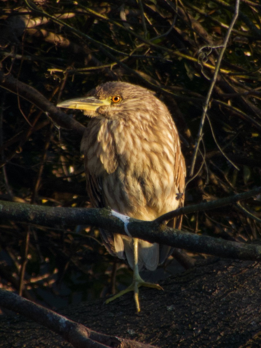 Кваква - ML646990058