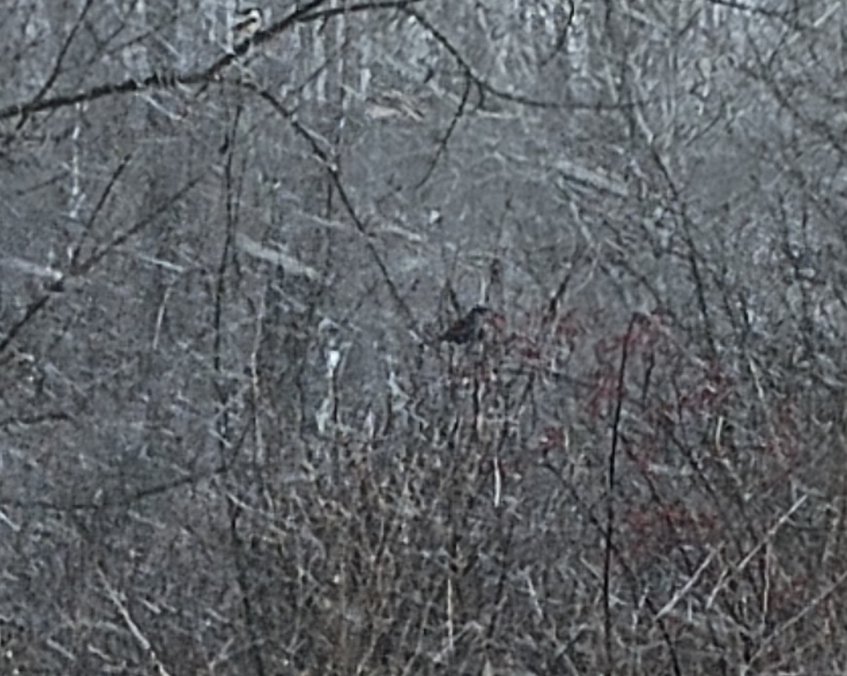 ネコマネドリ - ML646990063