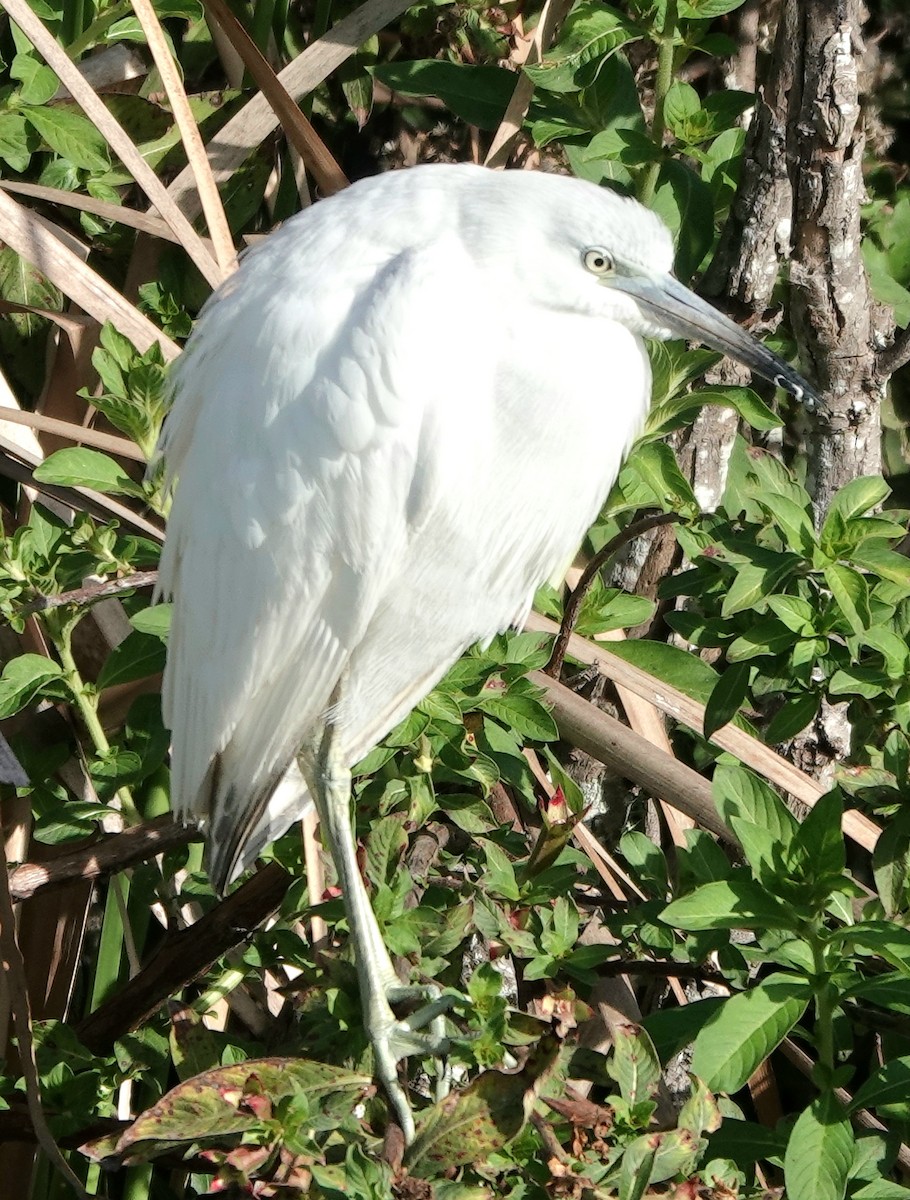 Little Blue Heron - ML646990067