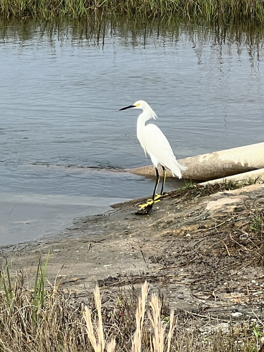 ユキコサギ - ML646990068