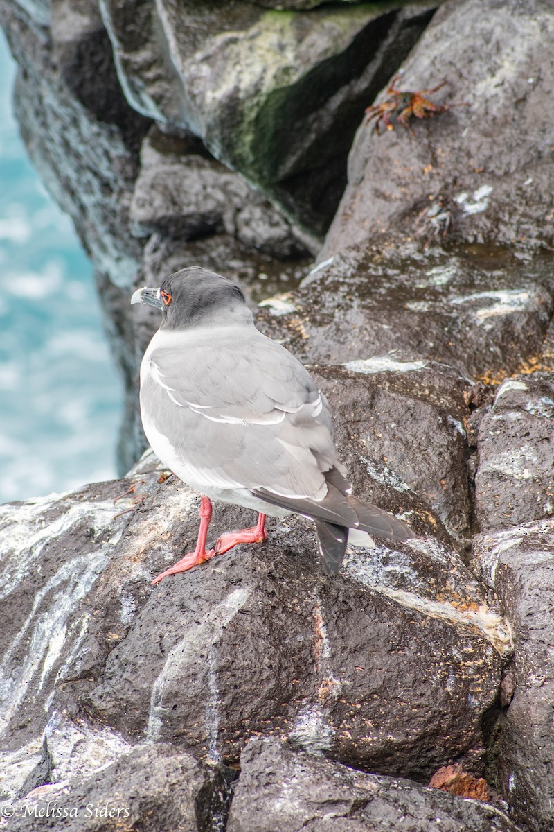 アカメカモメ - ML646990079