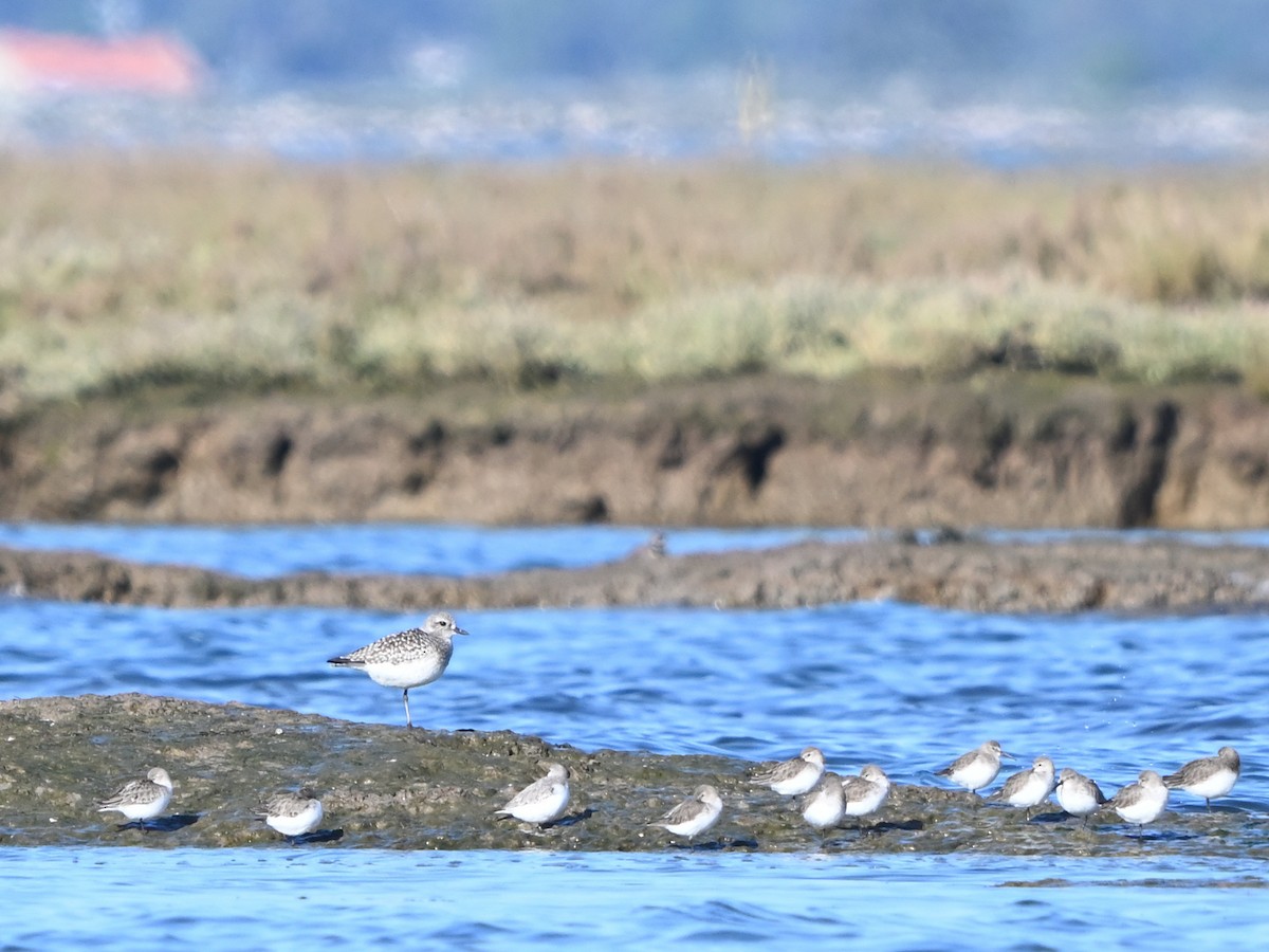 Сивка морська - ML646990084