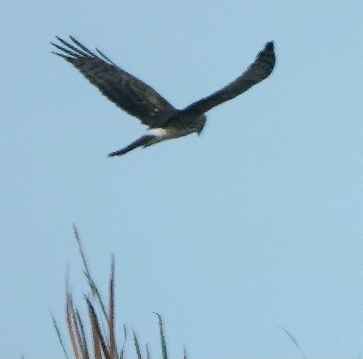 Northern Harrier - ML646990090