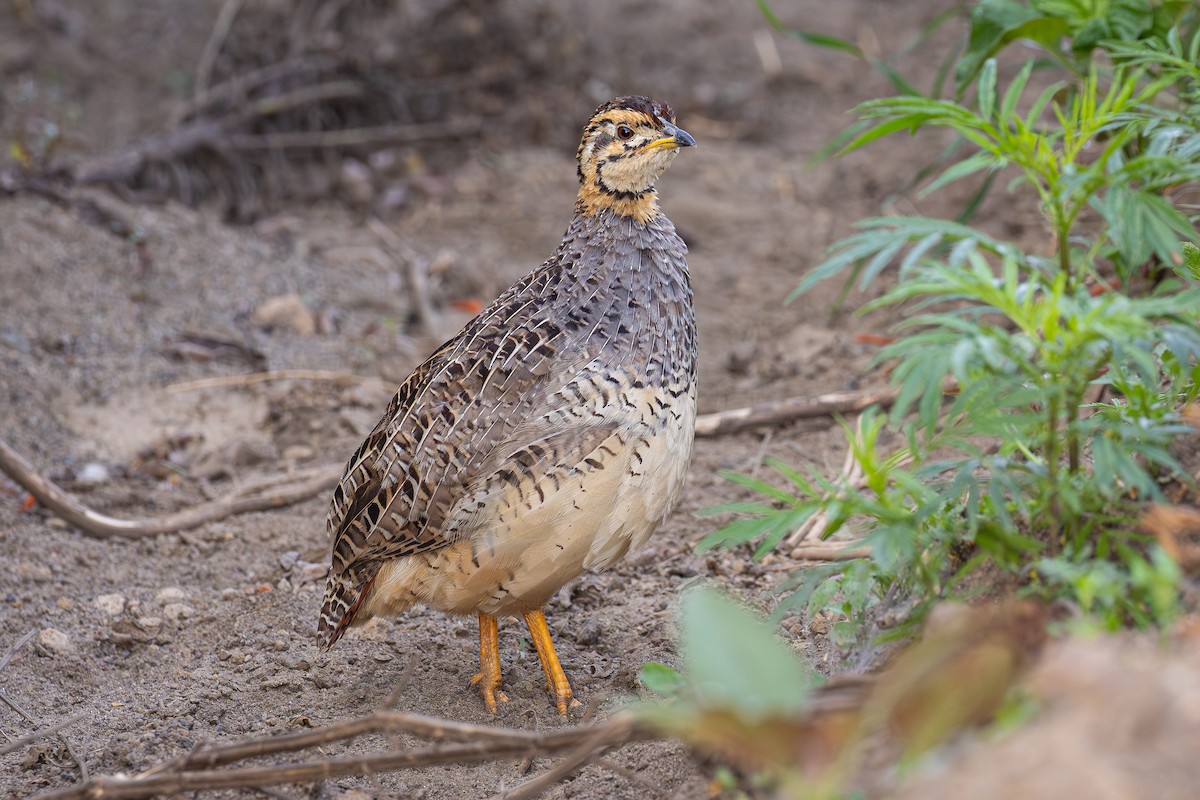 kokifrankolin - ML646990096