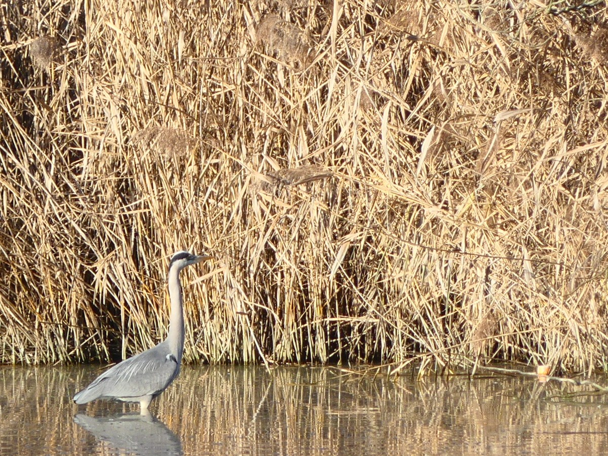 Gray Heron - ML646990098