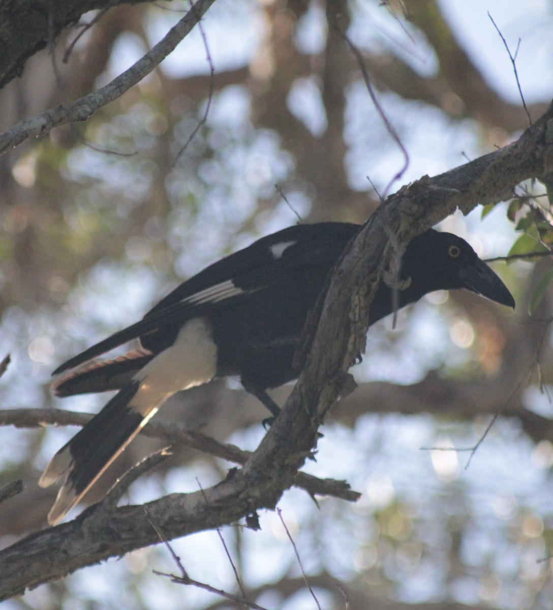 flétňák stračí - ML646990100