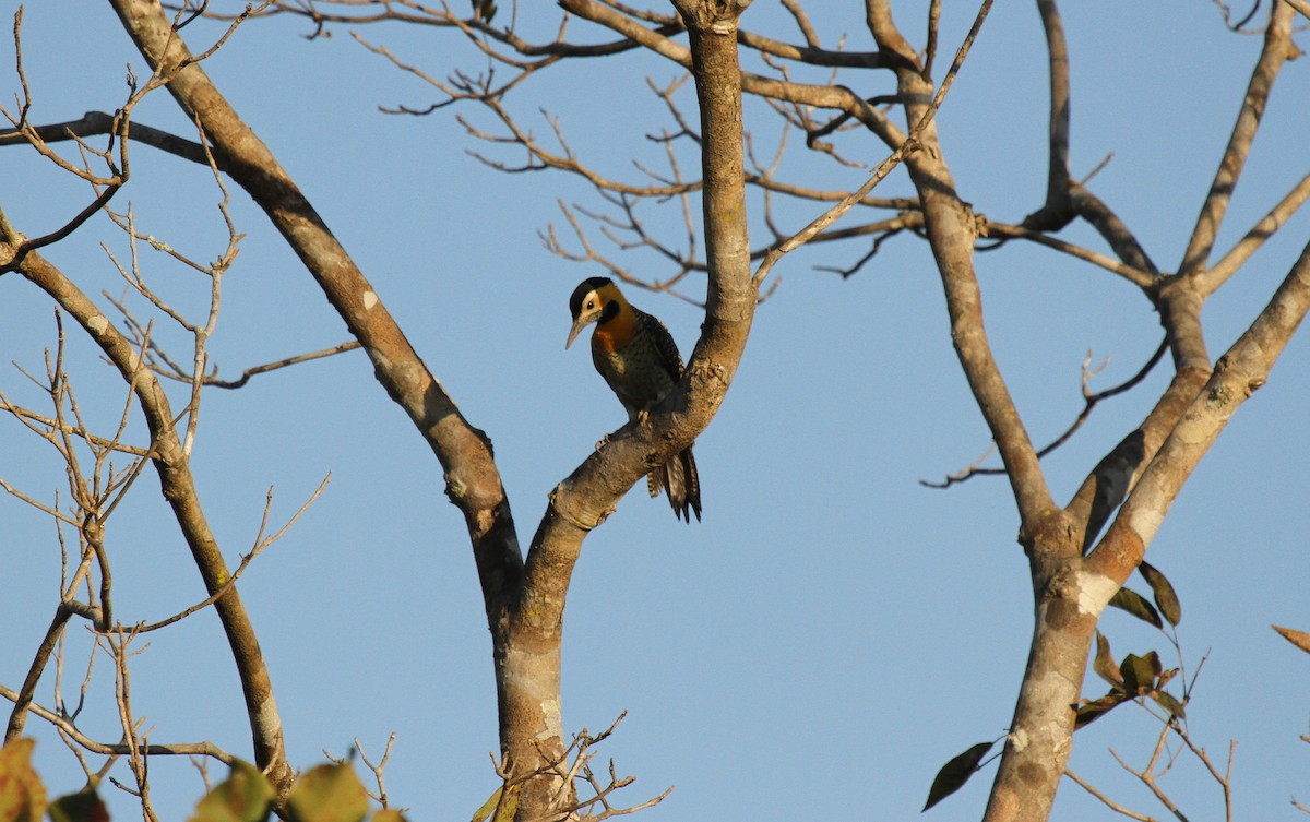 Campo Flicker - ML646990108