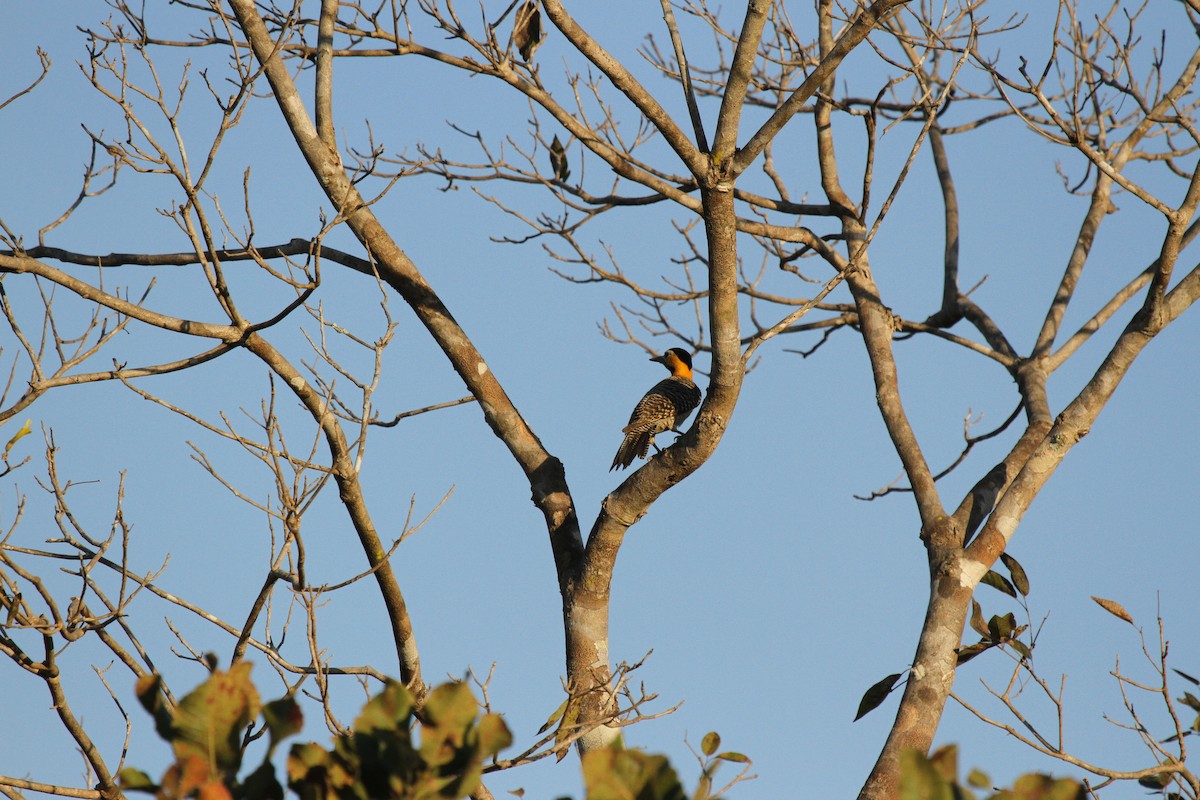 Campo Flicker - ML646990109