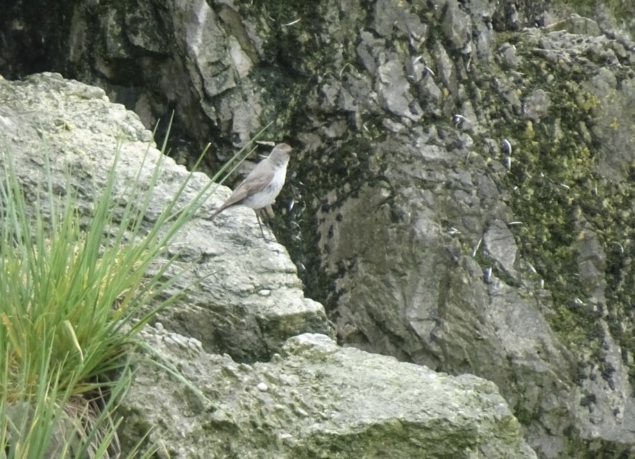 magellanmarktyrann - ML646990110