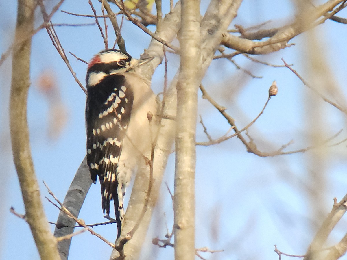 Downy Woodpecker - ML646990114
