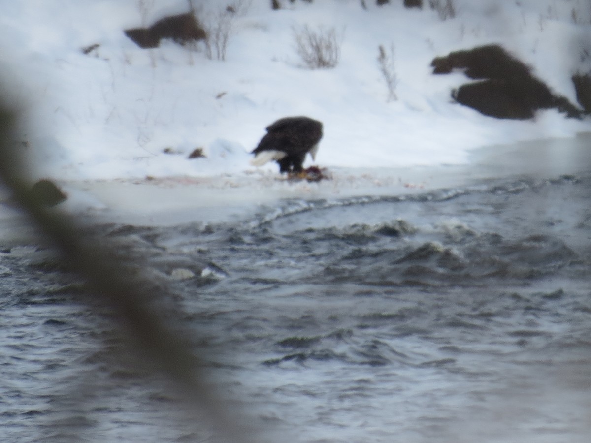 ハクトウワシ - ML646990129